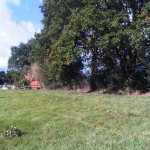 Devon_bank_restoration_03_Before