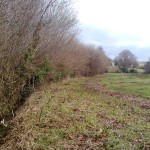 Hedge_laying_01_Before