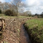 Hedge_laying_03_After