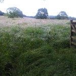 Long_grass_01