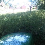 Long_grass_03