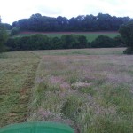 Long_grass_04