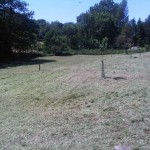 Long_grass_05