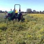 Green Paddocks