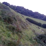 Steep_Land_Scrub_Clearance_02_Before