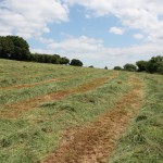 Top_quality_hay_being_made_3