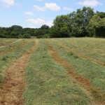 Top_quality_hay_being_made_4