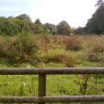 Water_Meadow_Clearance_01_Before