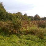 Water_Meadow_Clearance_02_Before