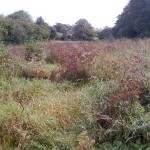 Water_Meadow_Clearance_03_Before